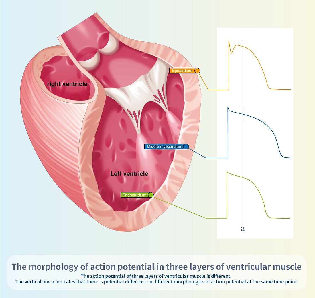 Action potentials in layers of ventricular muscle,