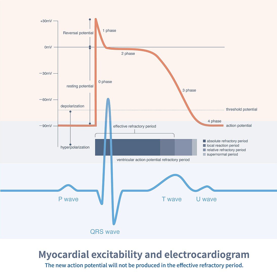 Myocardial excitability and electrocardiogram, illustration