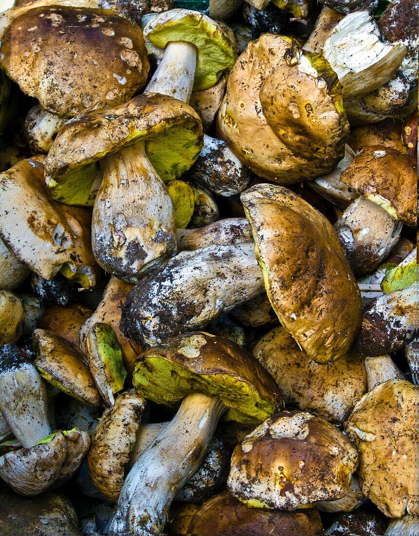 Cep mushrooms (Boletus edulis), street market, France