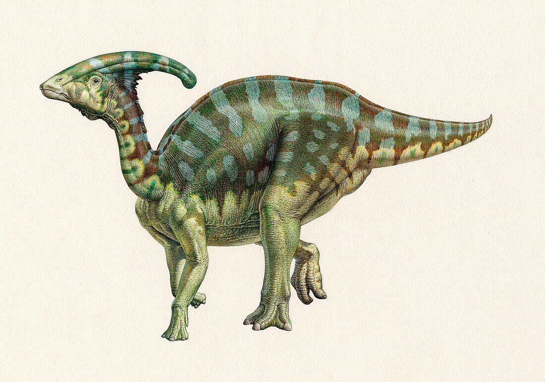 Parasaurolophus dinosaur, illustration