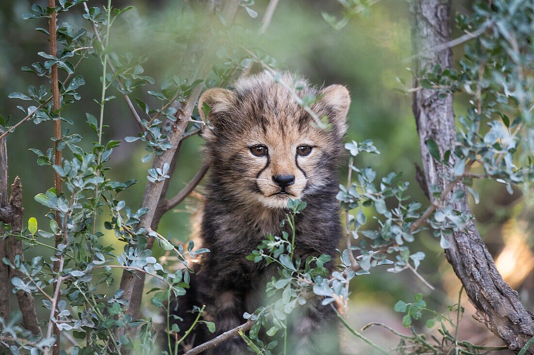 Endangered cheetah cub