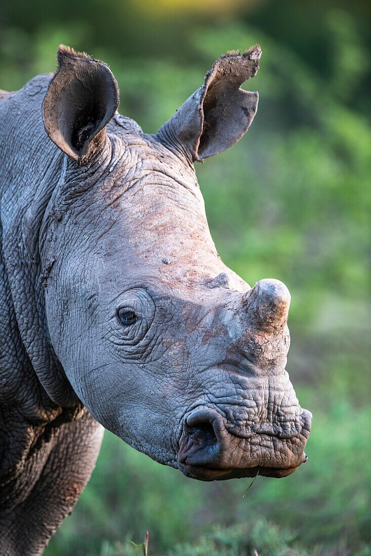Ear-notched white rhino calf
