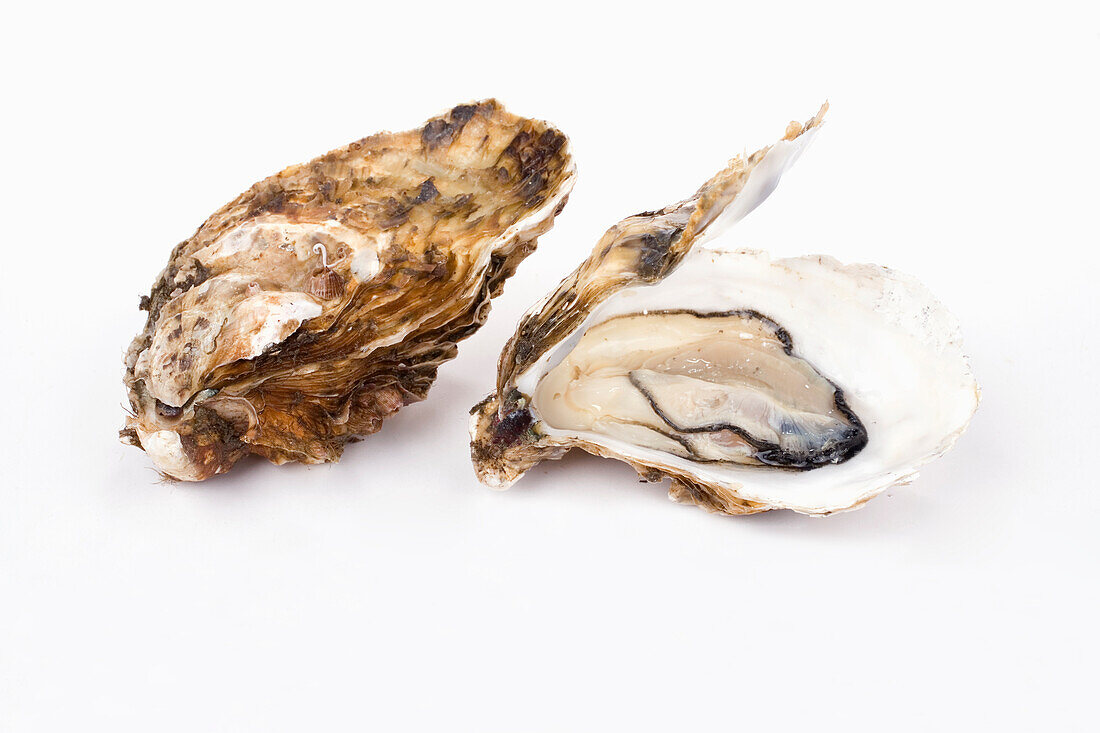 Spanish oysters