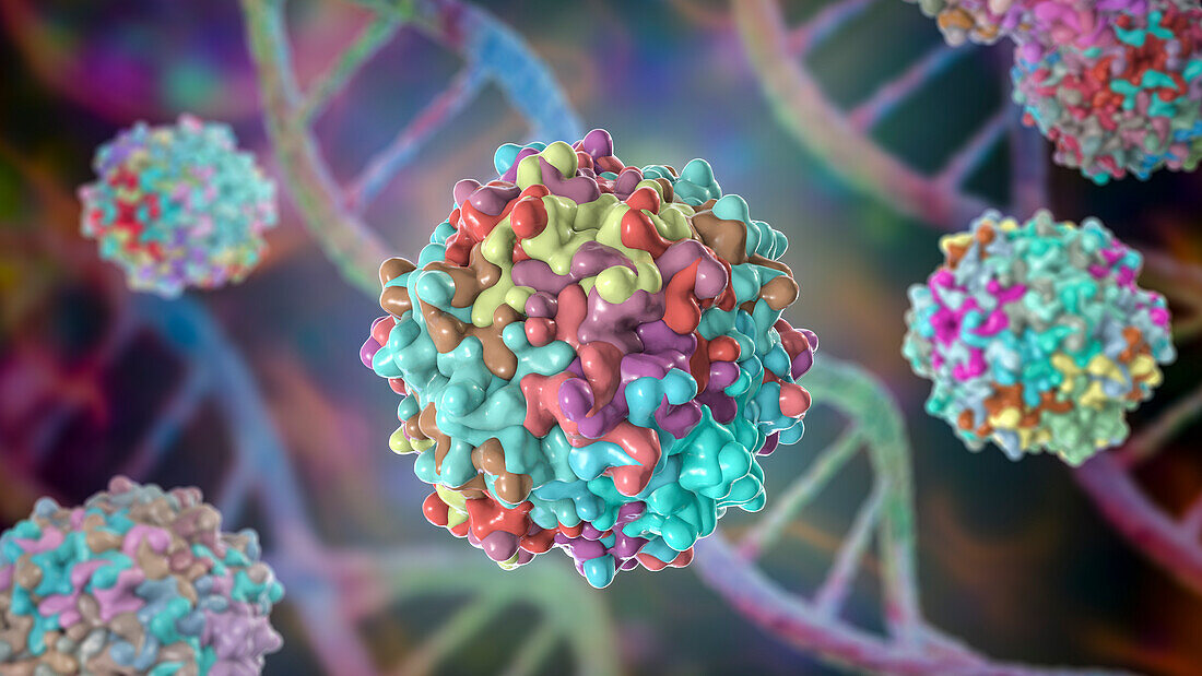 Adeno-associated viruses, illustration