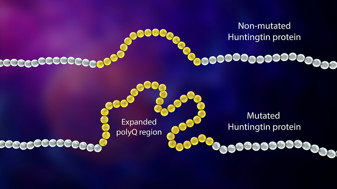 Healthy and mutant Huntingtin proteins, illustration