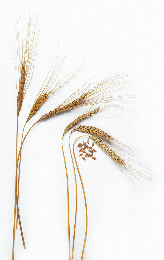 Emmer wheat (Triticum dicoccum)