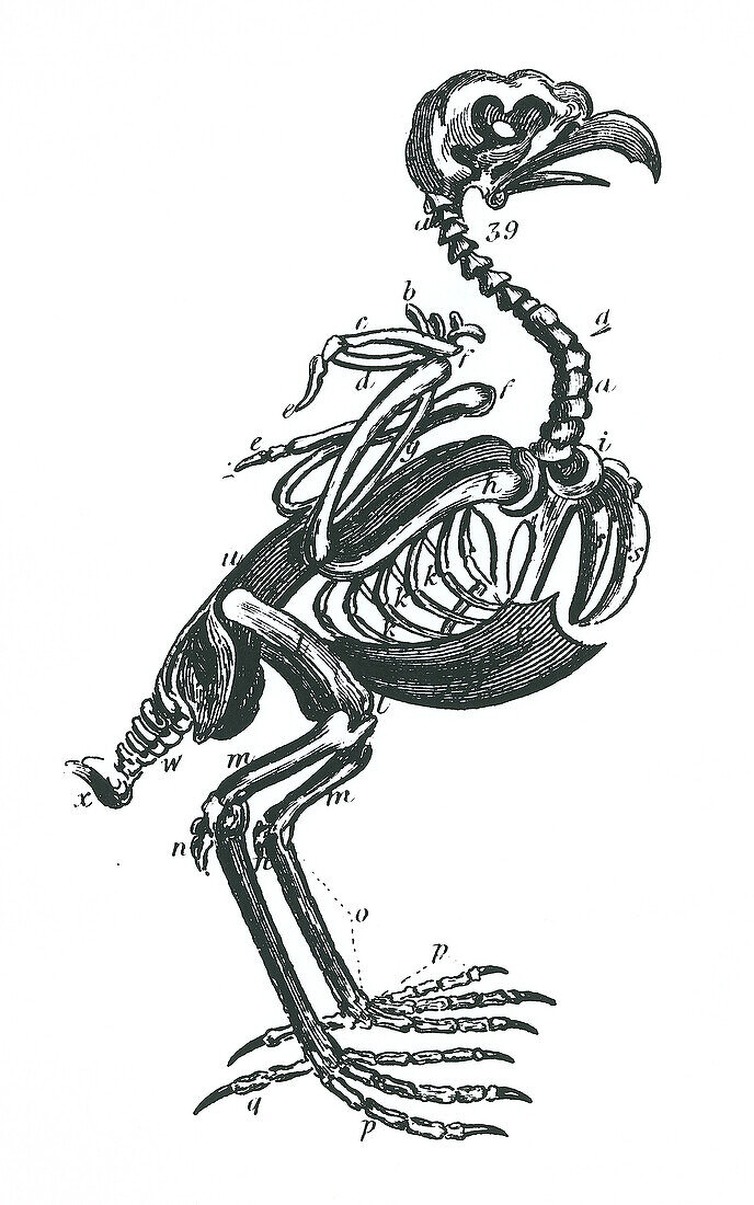 Bird skeleton, illustration