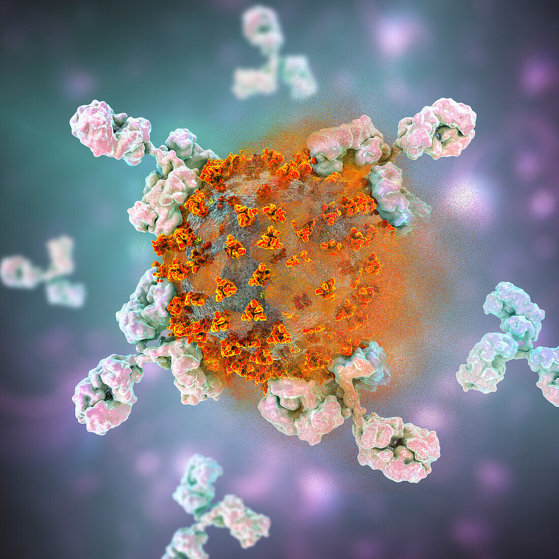 Antibodies responding to Covid-19 coronavirus, illustration