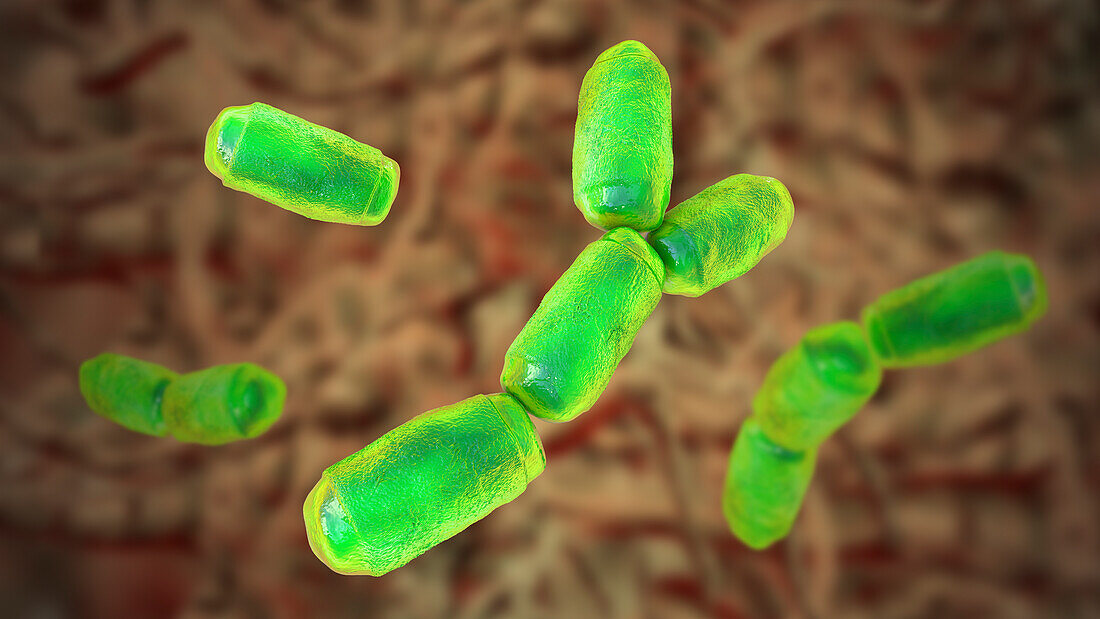 Intestine archaea Methanobrevibacter smithii, illustration