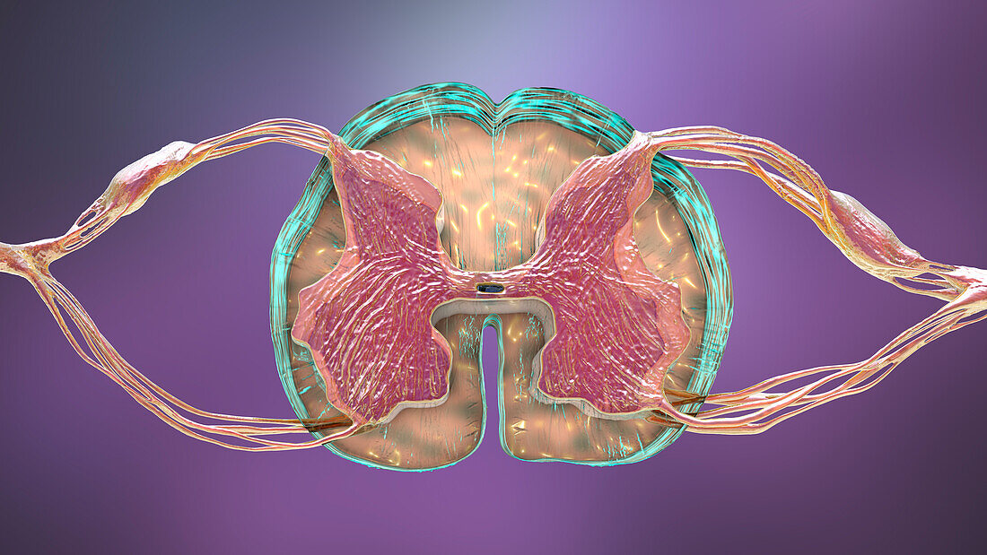 Cross-section of the spinal cord, illustration