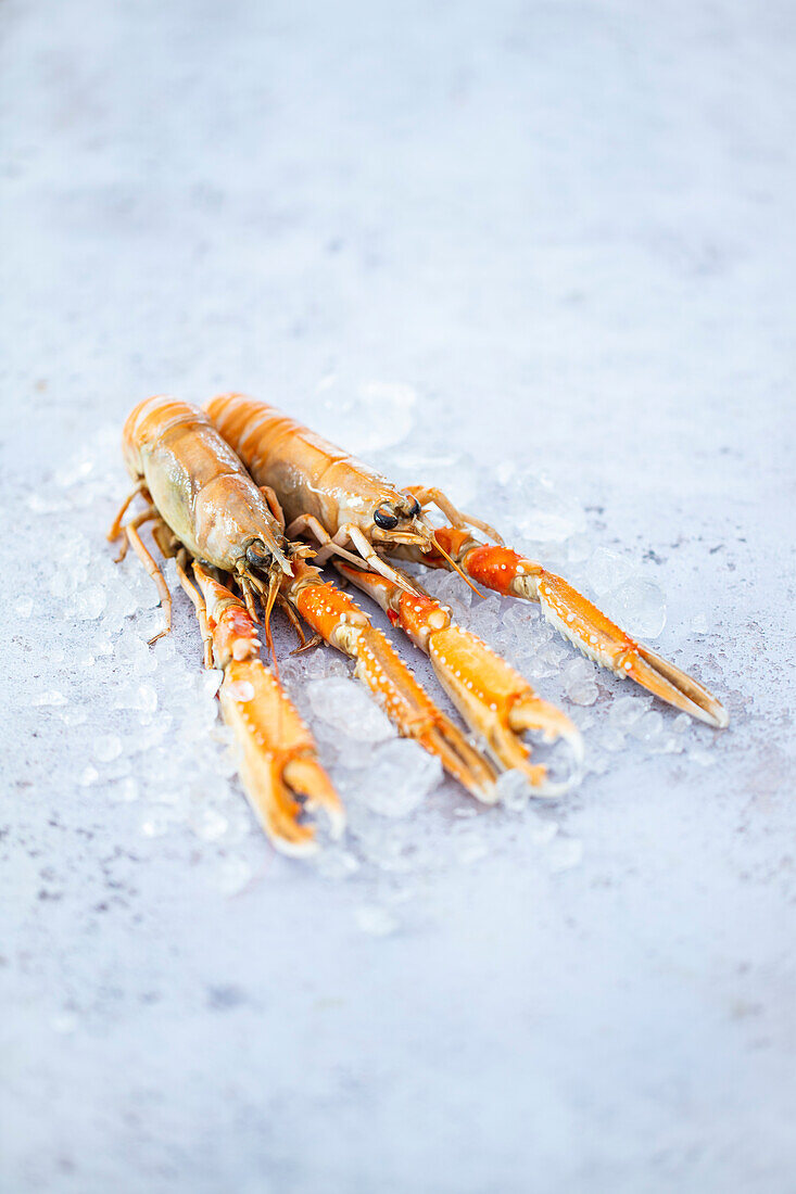 Fresh langoustines on crushed ice