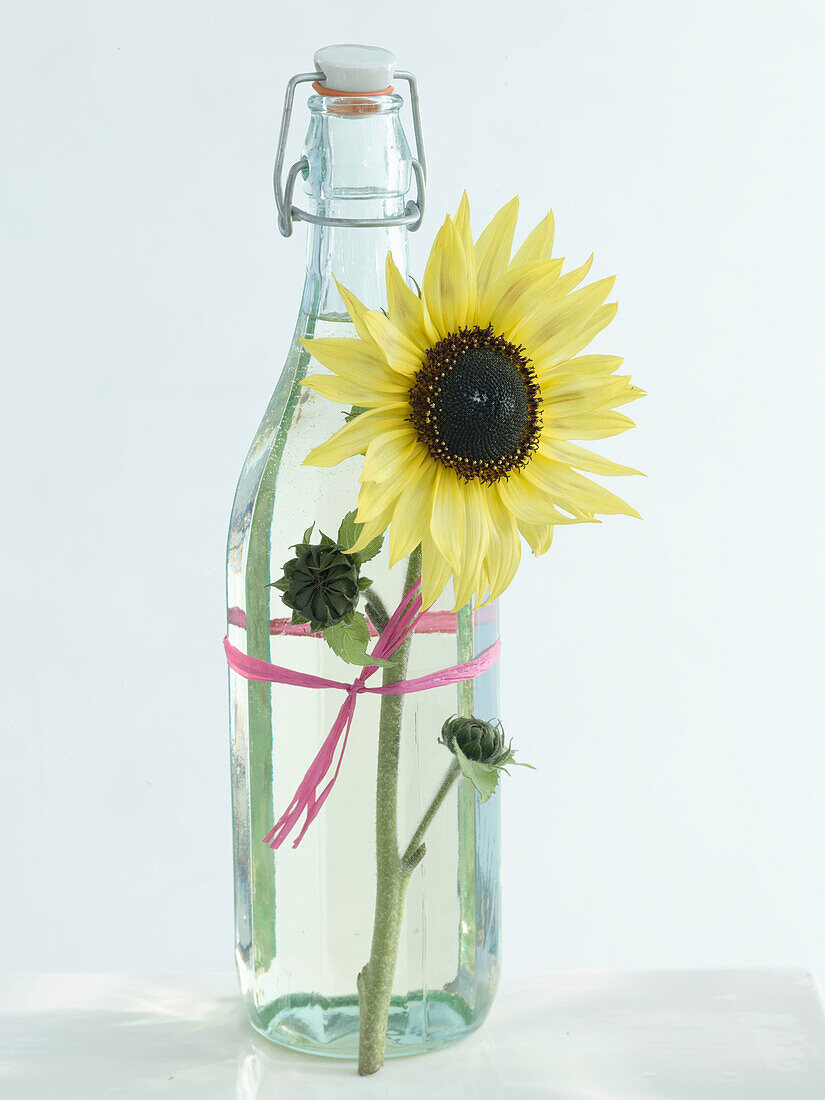 Sunflower oil in flip-top bottle