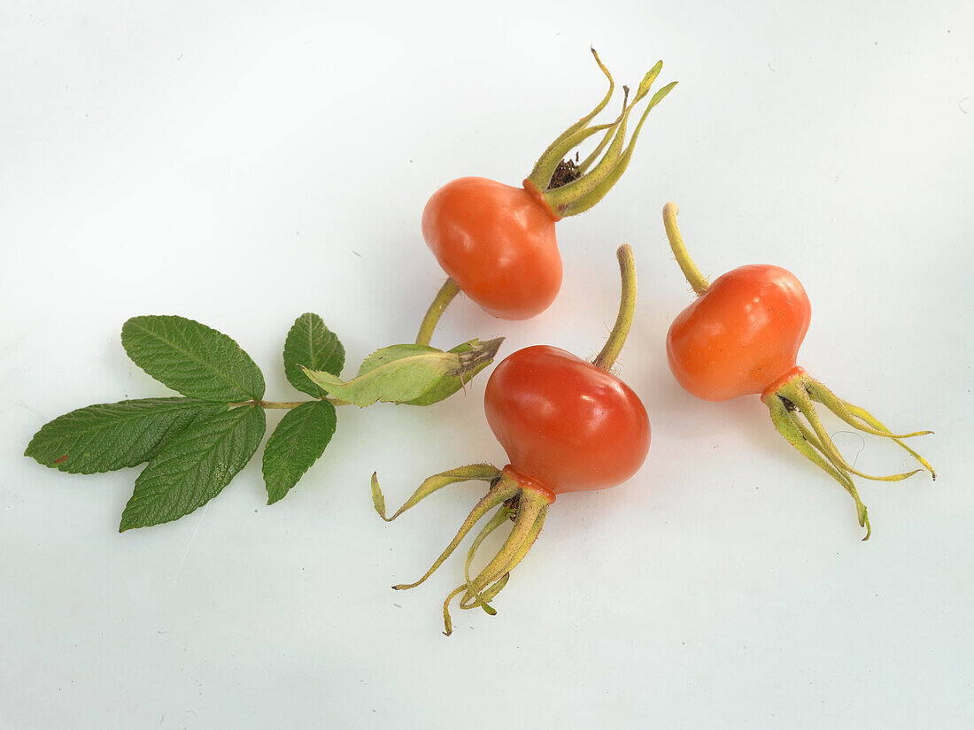 Three rose hips on a white surface