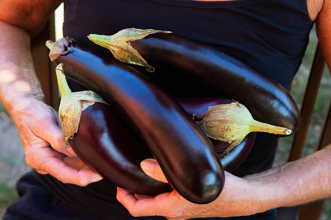 Man holding freshly harvested aubergines