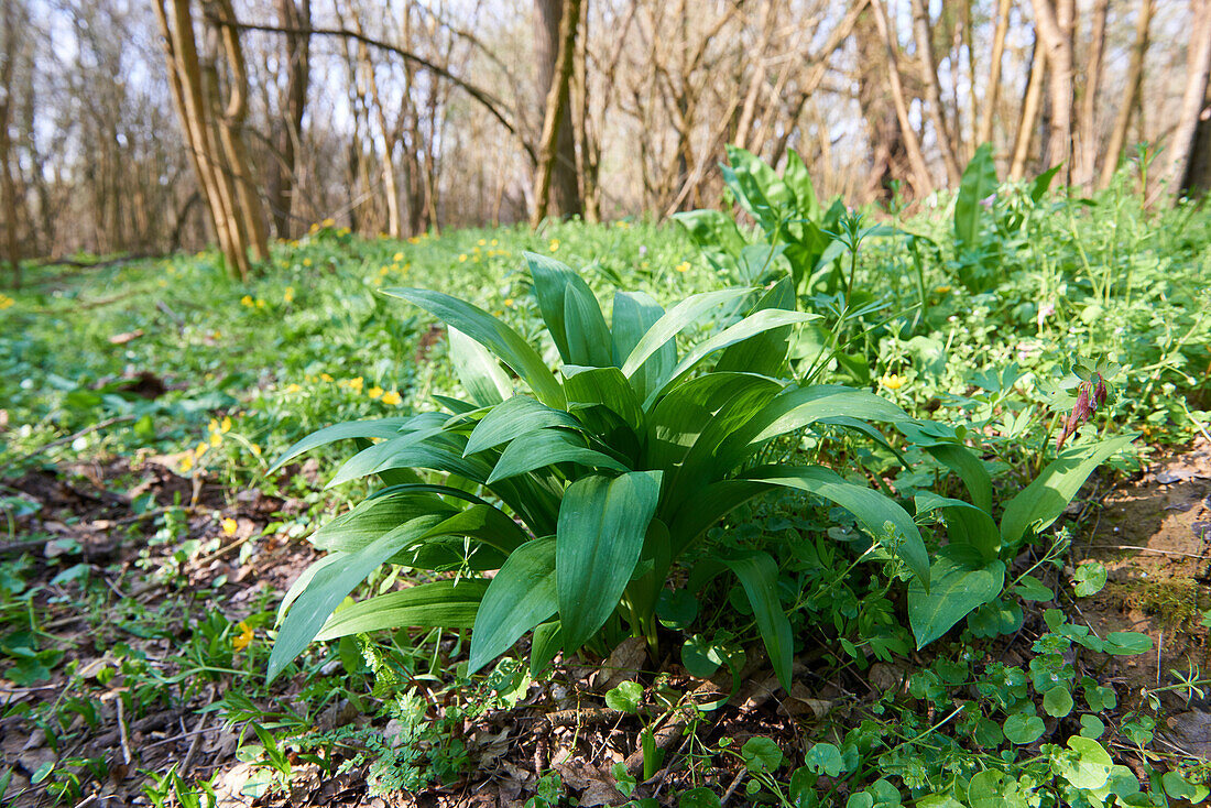 Wild garlic grows on forest soil