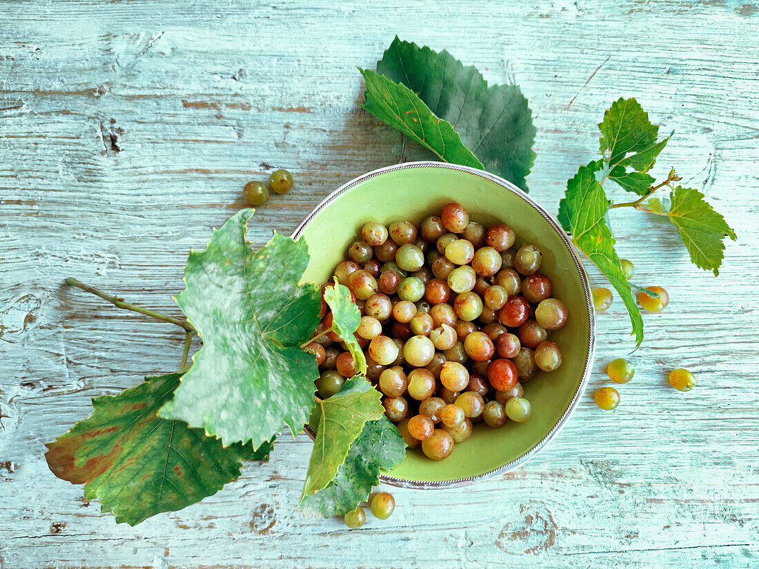 Grapevines surrounding a bowl of grapes