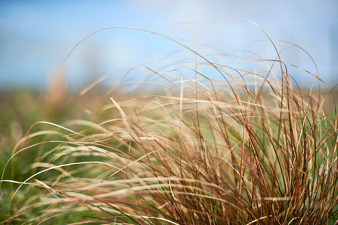 Grasses, Poole, Dorset, UK