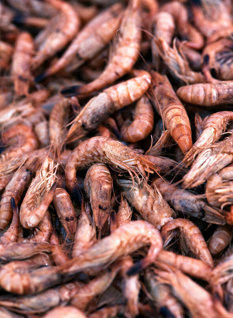 North Sea prawns (picture-filling)