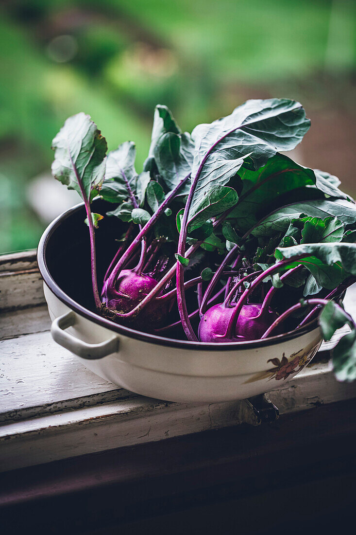 Close up of purple kohlrabi fresh from the garden