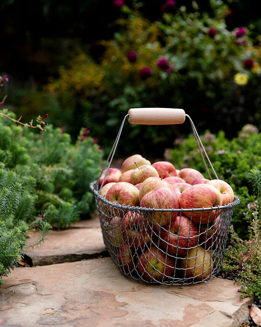 A wire basket filled with freshly picked apples in a garden