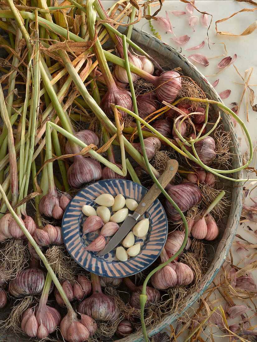 Freshly harvested garlic in a basket