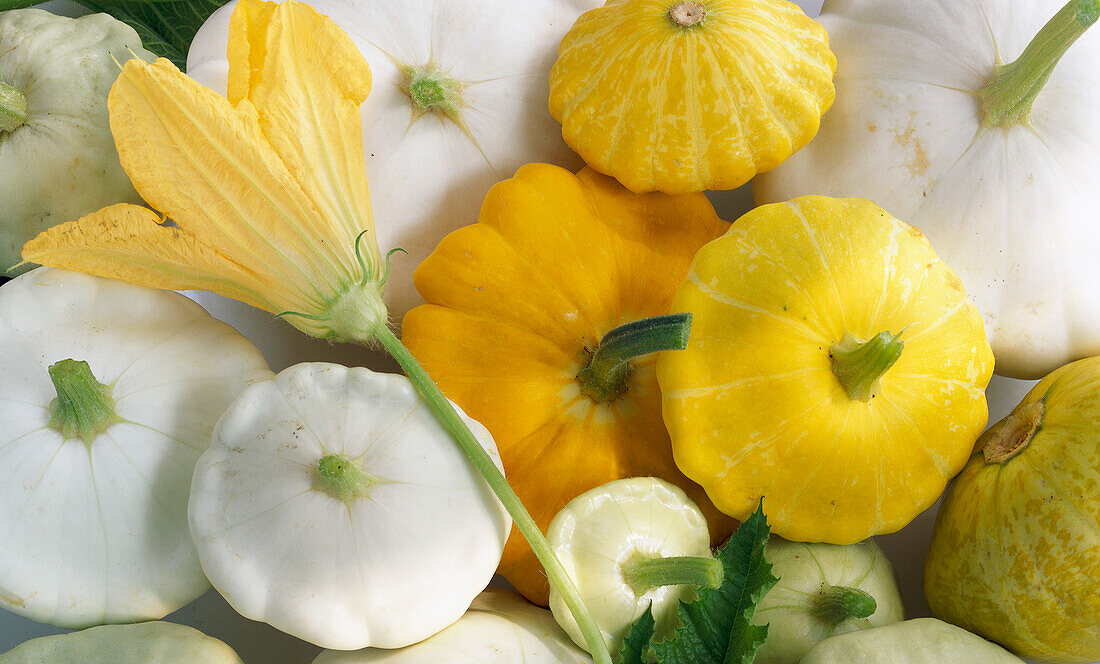 Yellow and white Pattypan squash