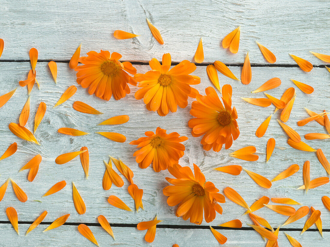 Marigold flowers and petals