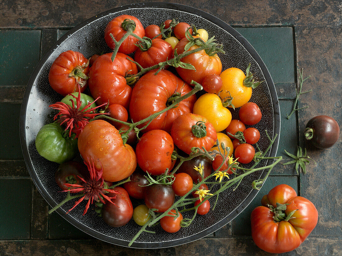Stillleben mit verschiedenen Tomatensorten