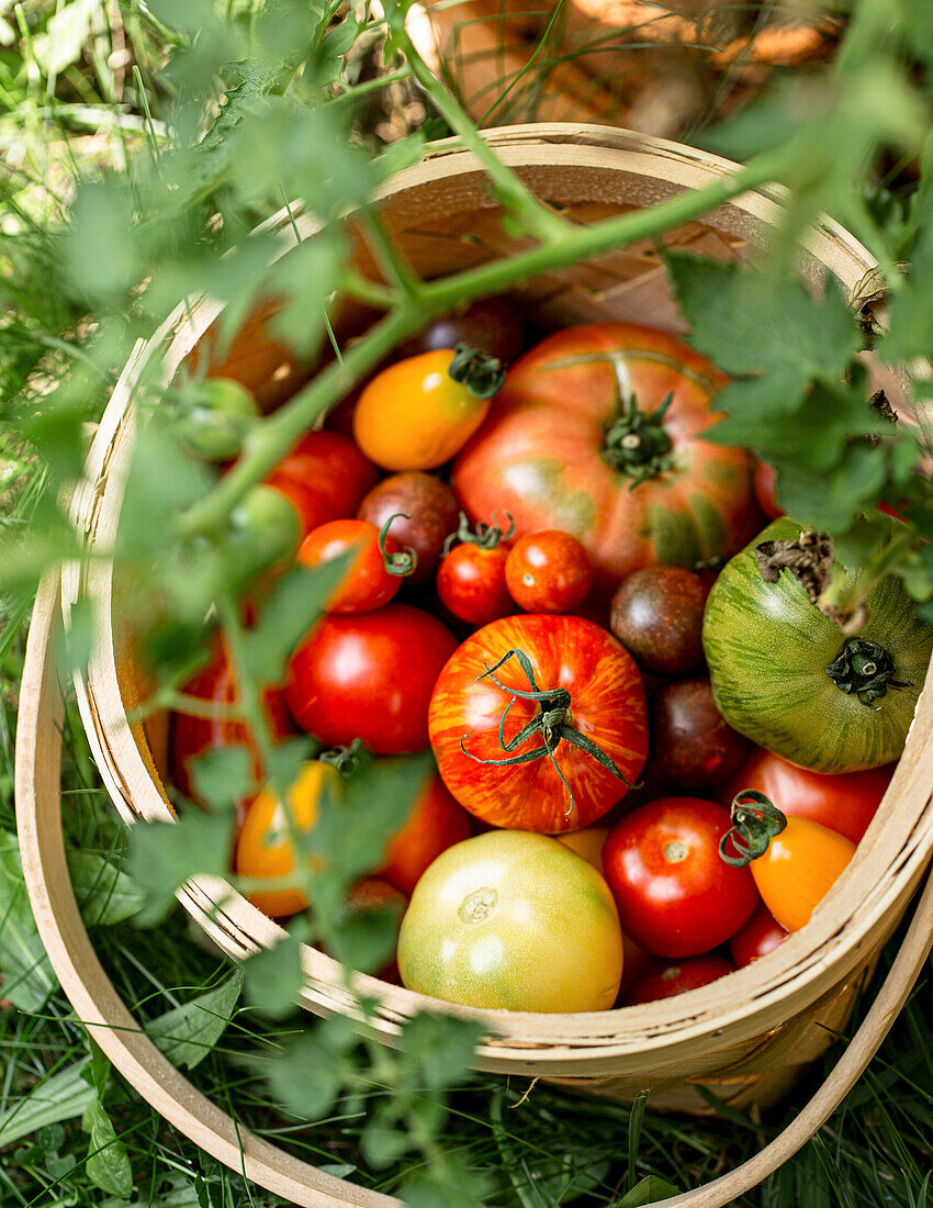 Basket with freshly harvested tomatoes from the garden