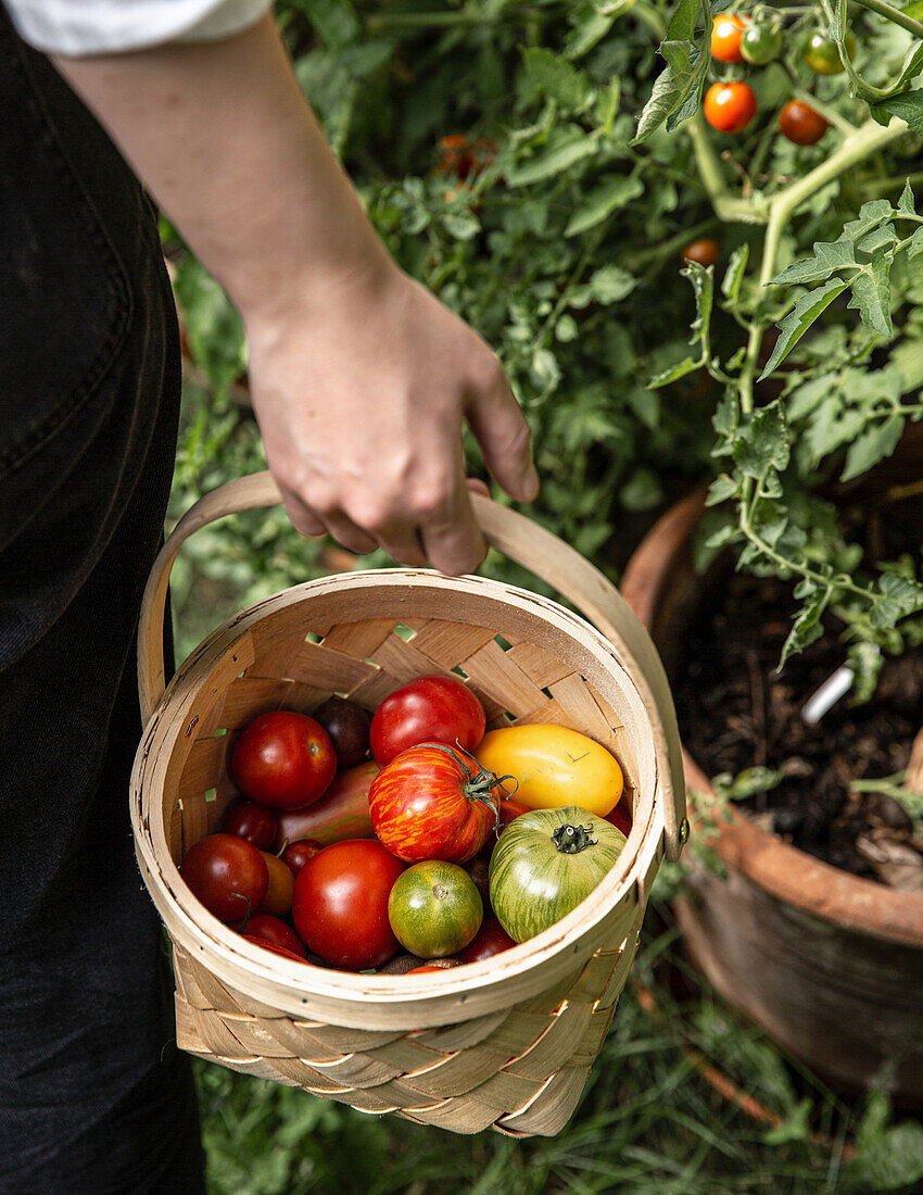 Hand holding a basket with freshly harvested tomatoes in a garden