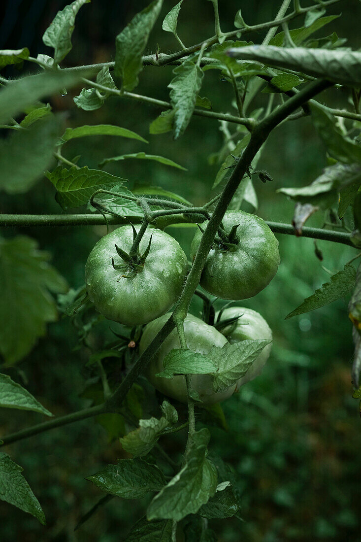 Three green tomatoes on a tomato vine