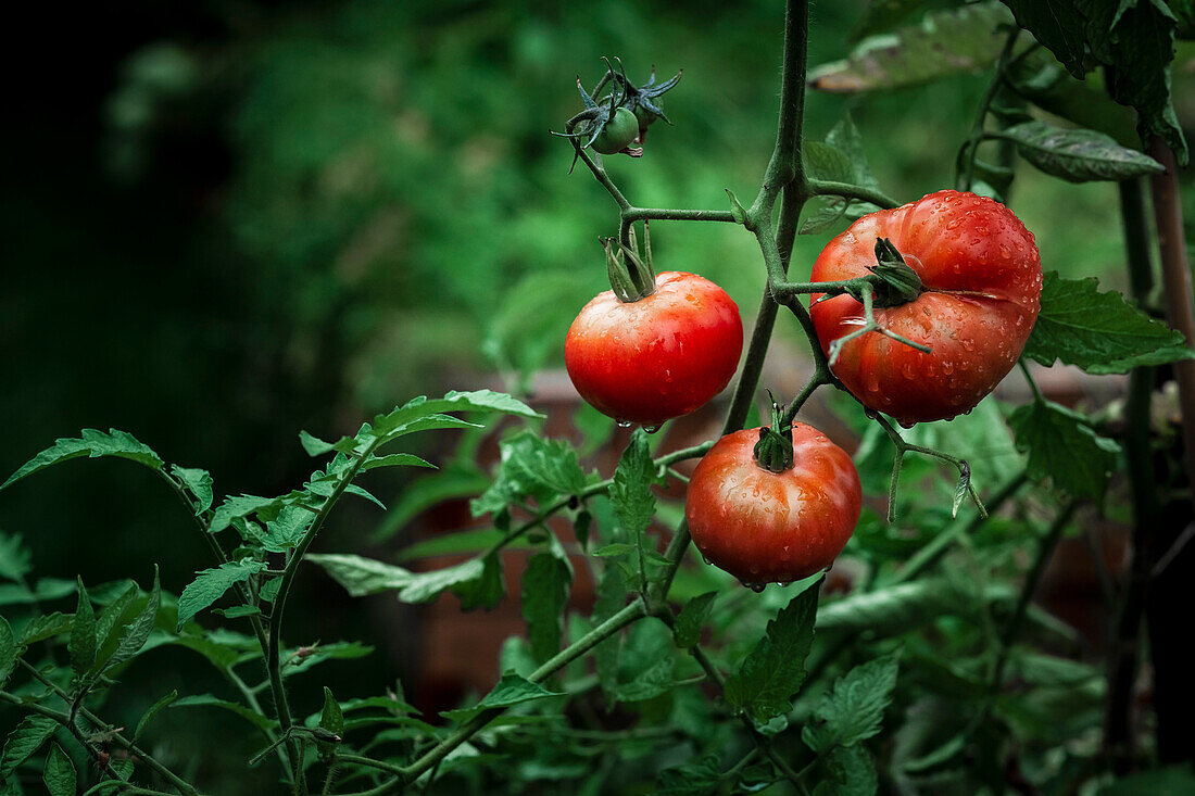 Drei rote Tomaten an der Pflanze