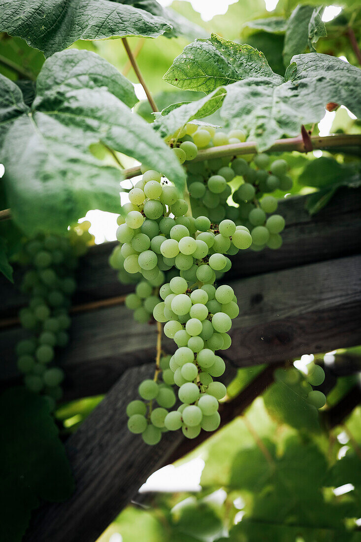 Grüne Weintrauben an der Rebe