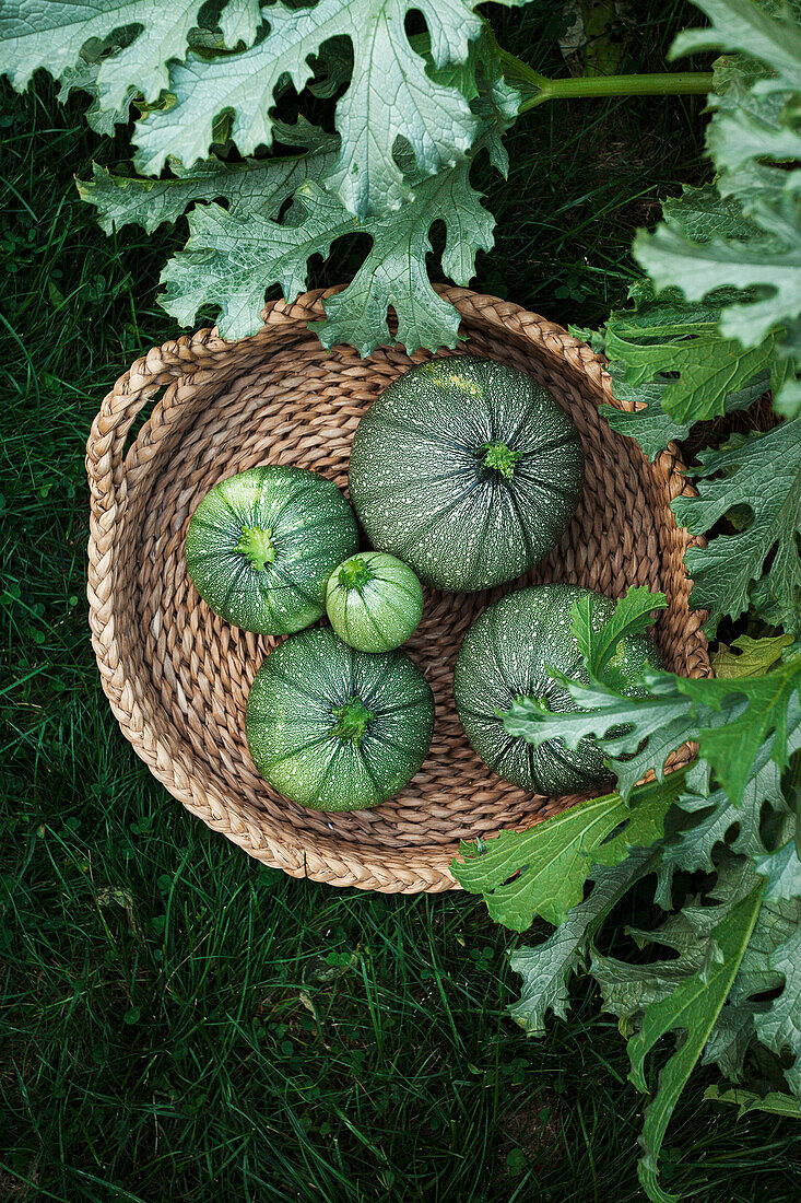A group of summer squash in a garden basket