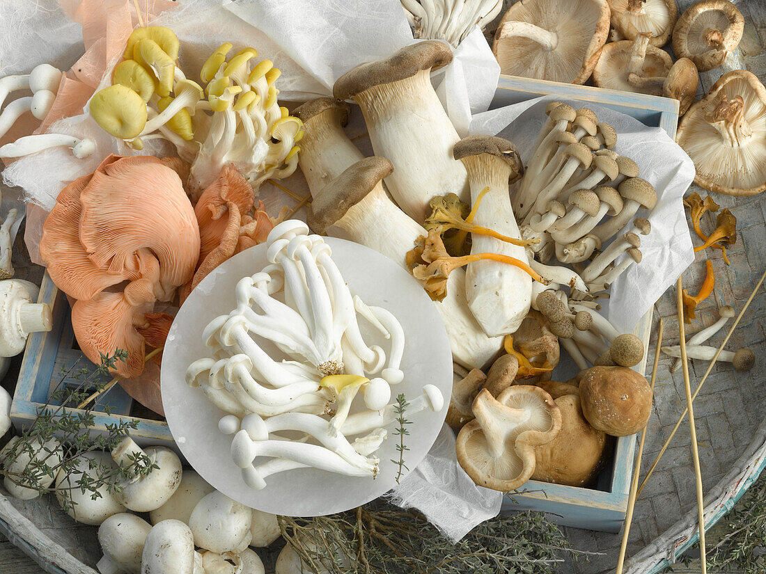 Assorted cultivated mushrooms