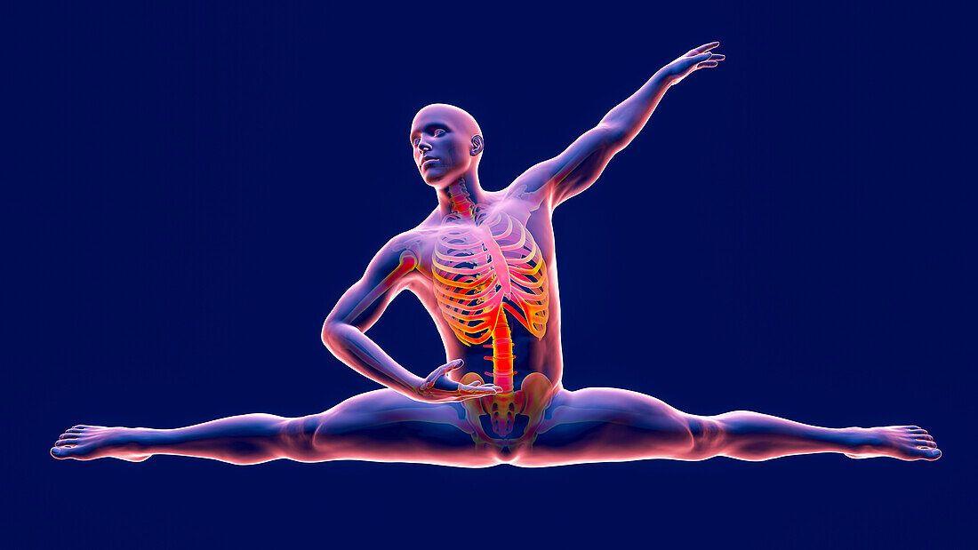 Anatomy of a dancer, illustration