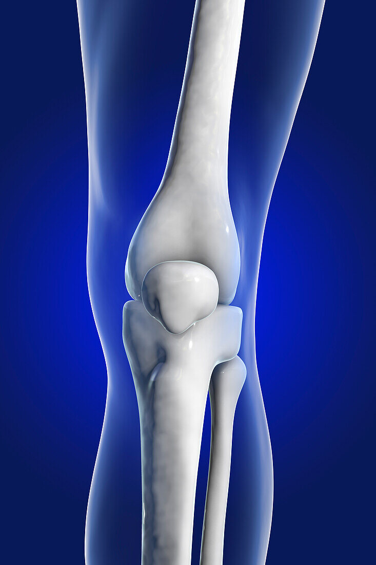 Human knee joint, illustration