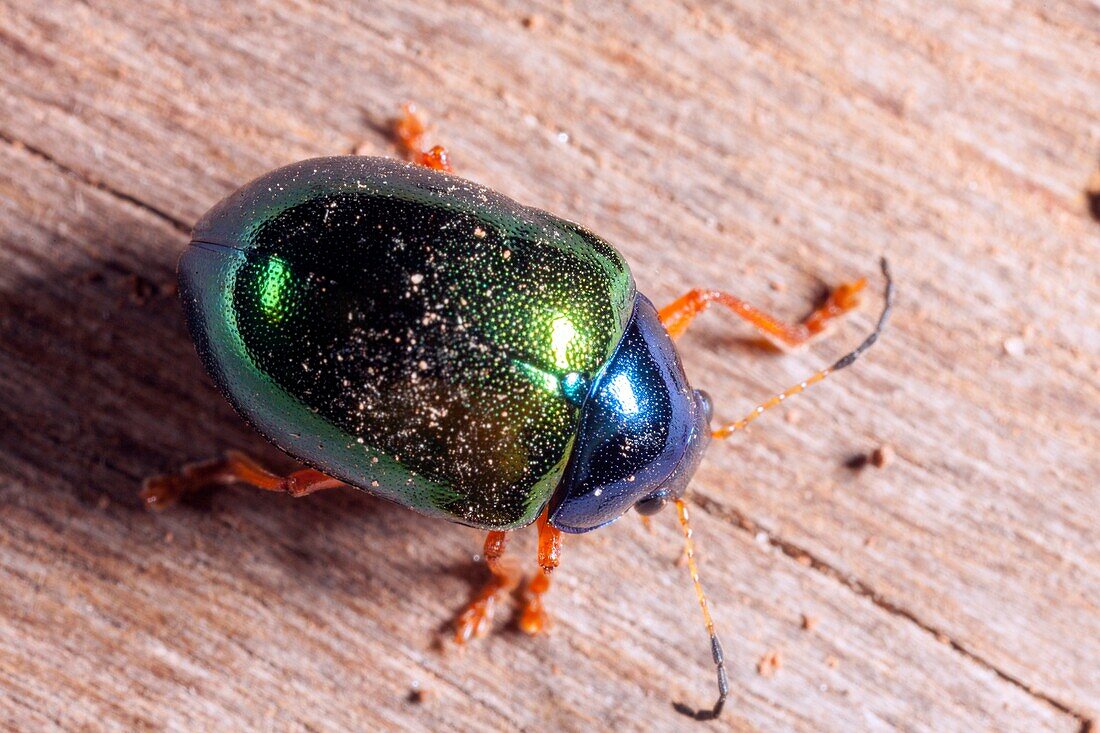 Iphimeis dives beetle