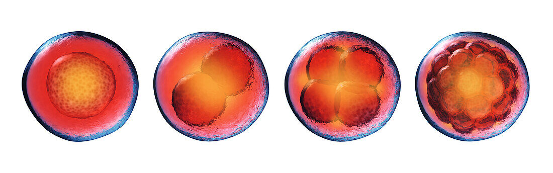 Embryogenesis, illustration