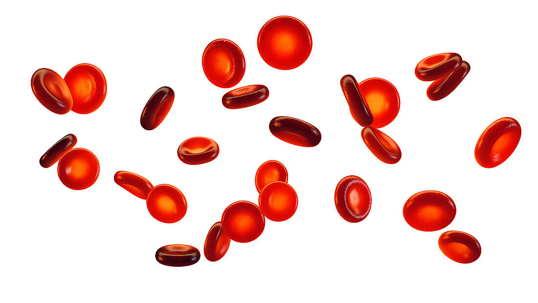 Red blood cells, illustration