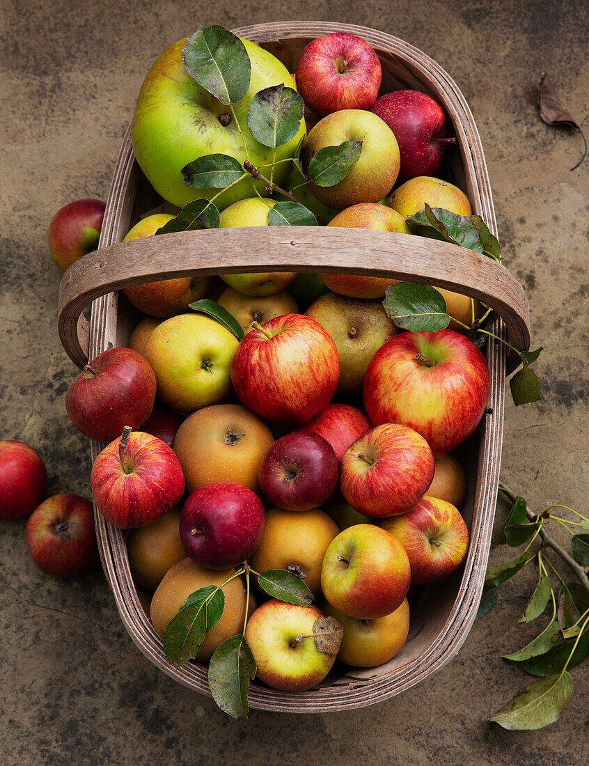 Holzkorb mit verschiedenen Äpfeln