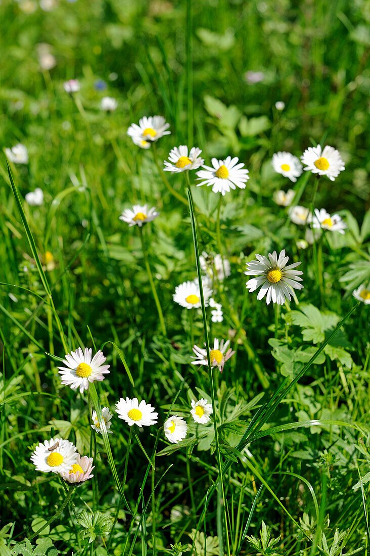 Daisies in grass