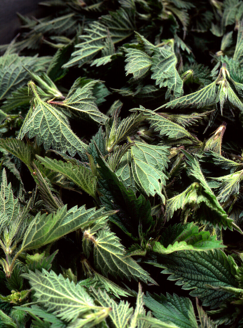 Nettle leaves (picture-filling)