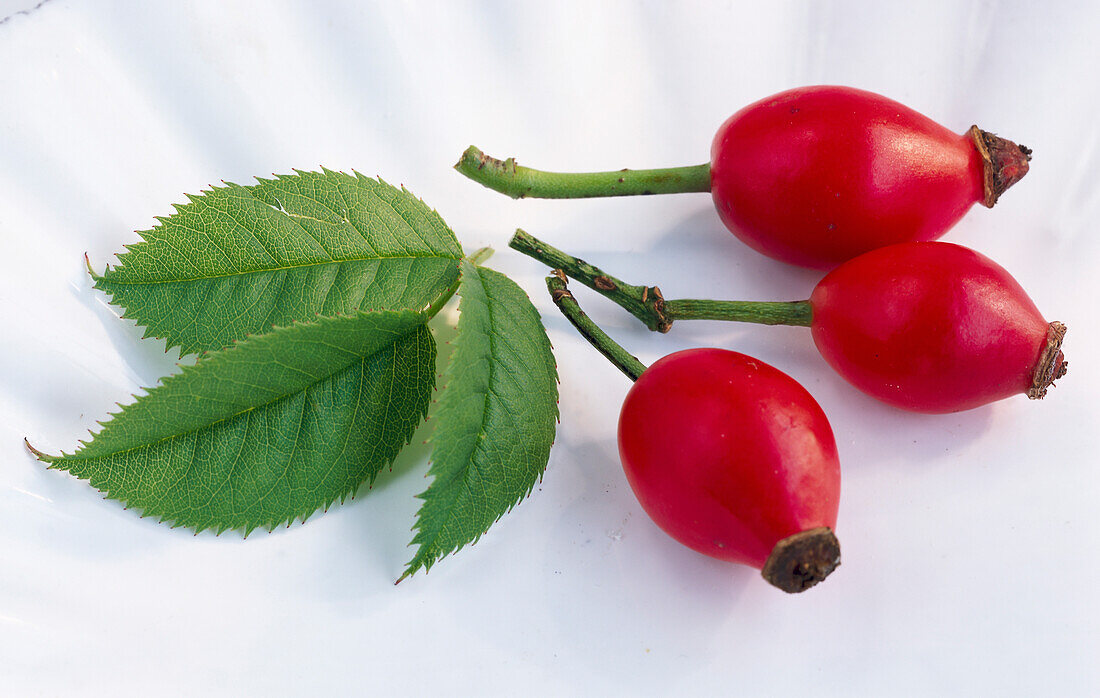 Three rose hips with leaves on a light background
