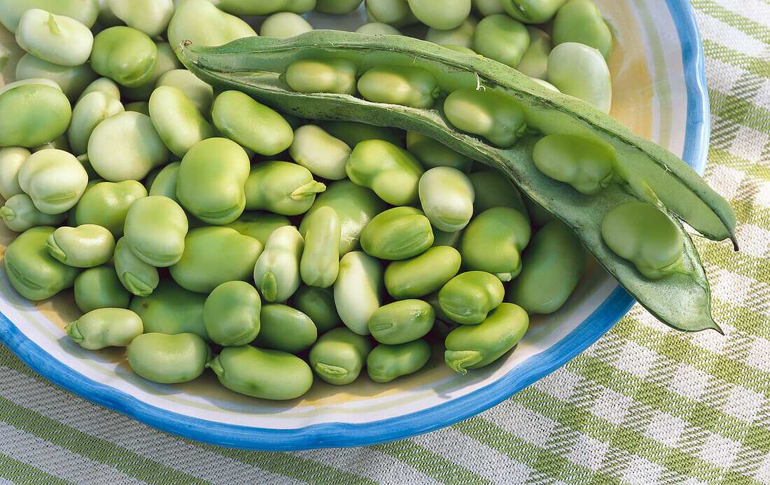 Bowl of fresh broad beans