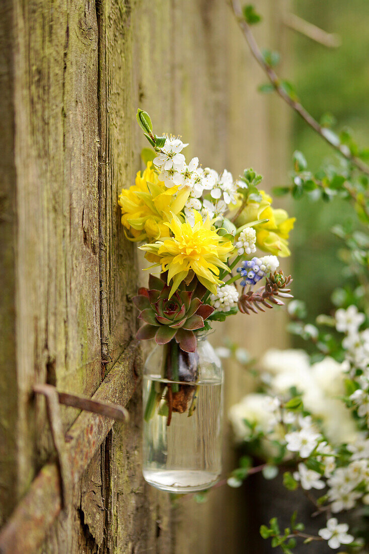 Mini bouquet of filled narcissus flowers, echeveria, grape hyacinths, sloe branch and Jenny's stonecrop in small glass bottle