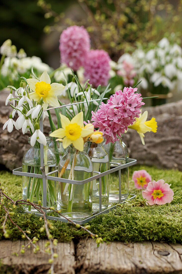 Small bouquets of hyacinths, daffodils and snowdrops in small bottles