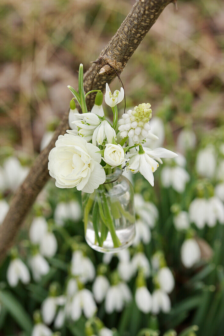 Weißer Ministrauß aus Primelblüte, Schneeglöckchen und Traubenhyazinthen in kleiner Flasche am Zweig hängend