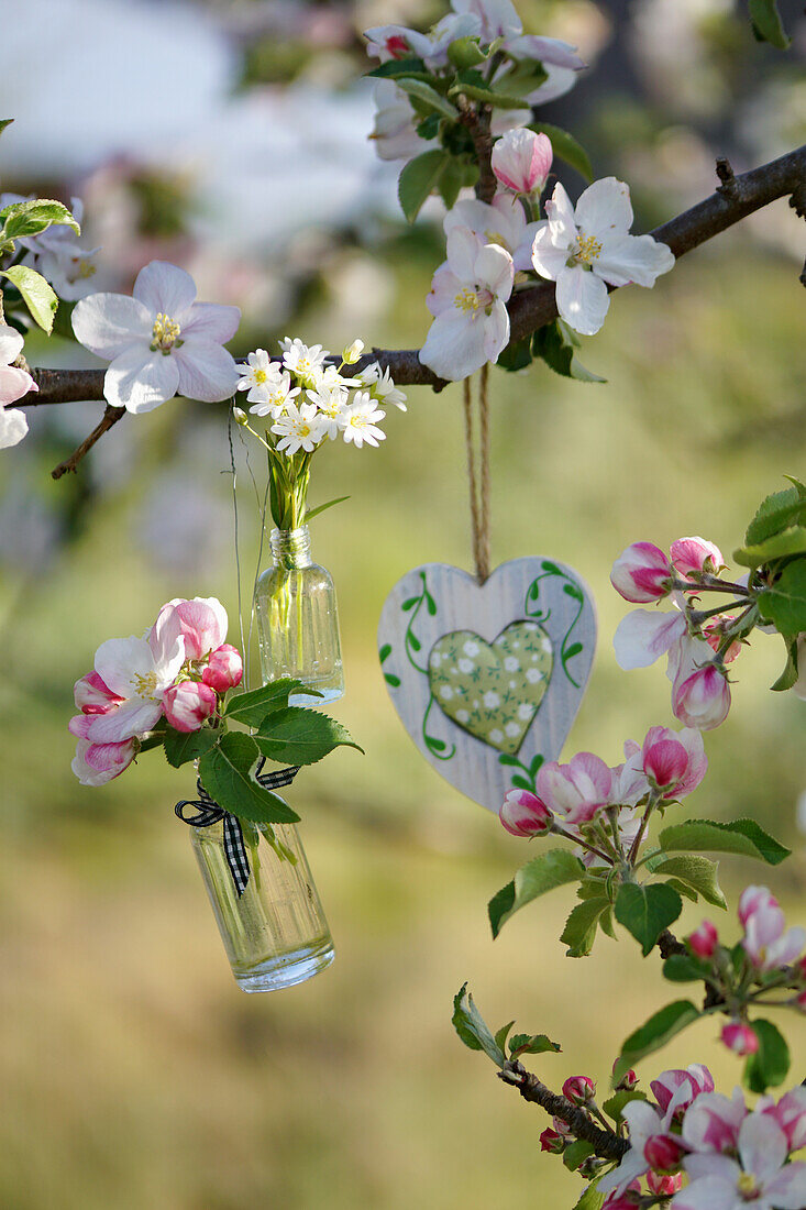 Posy of apple blossom and chickweed hung from flowering apple tree