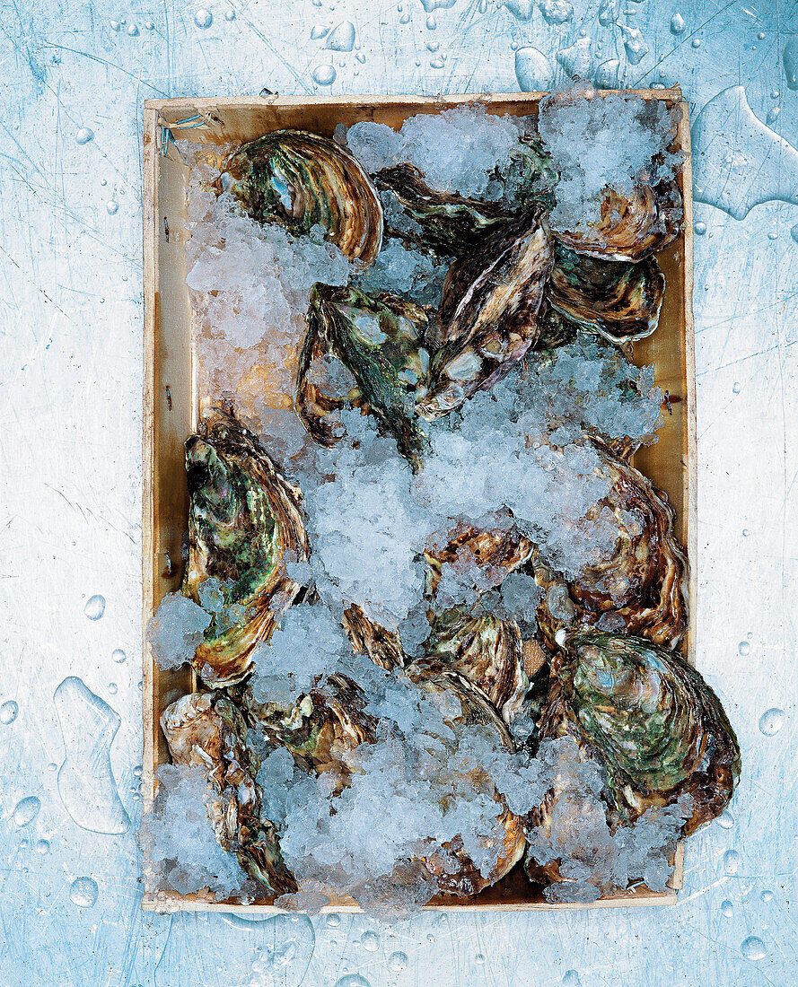 Fresh oysters in ice